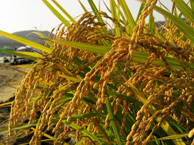 Agriculture